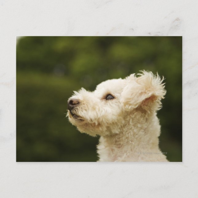 Cartão Postal Poodle (branco) 2 (Frente)