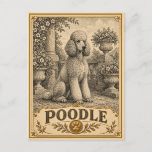 Cartão Postal Poodle, Cachorro Antigo Patrimônio