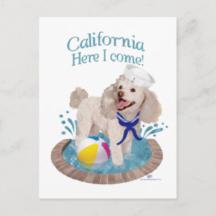 Cartão Postal Poodle Califórnia