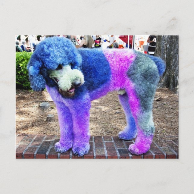 Cartão Postal Poodle Colorful (Frente)
