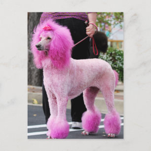 Cartão Postal Poodle Day 2010 #11