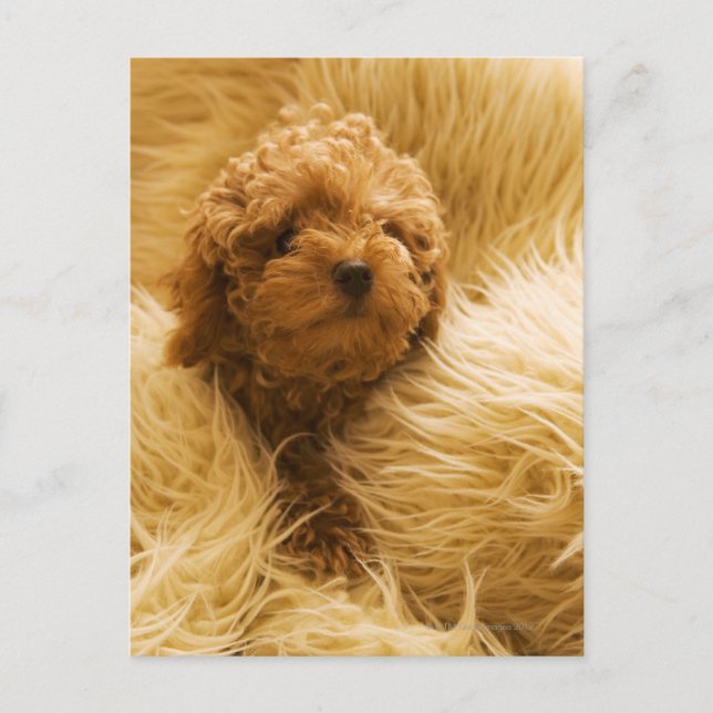 Cartão Postal Poodle enrolado (Frente)