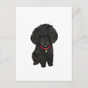 Cartão Postal Poodle Miniatura ou Brinquedo - Preto 1