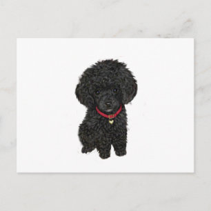 Cartão Postal Poodle Miniatura ou Brinquedo - Preto 1