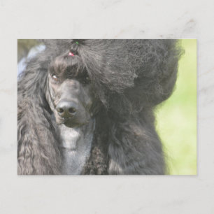 Cartão Postal Poodle Negra Doce