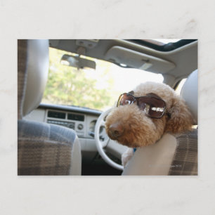 Cartão Postal poodle padrão 3