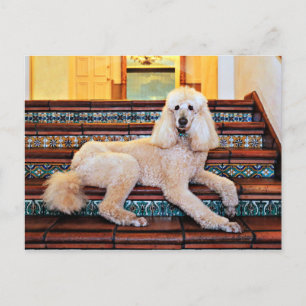 Cartão Postal Poodle Padrão Apricot - Bocelli