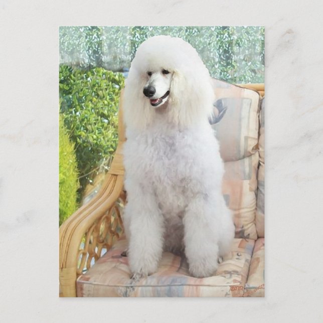 Cartão Postal Poodle Padrão Branco (Frente)