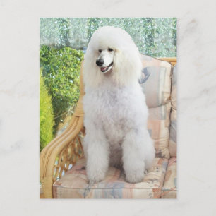 Cartão Postal Poodle Padrão Branco