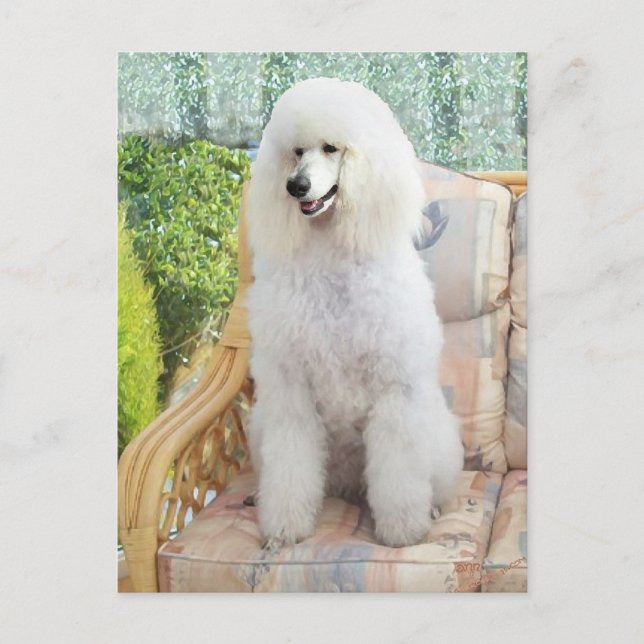 Cartão Postal Poodle Padrão Branco (Frente)