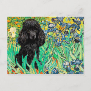 Cartão Postal Poodle (preto 1) - Íris