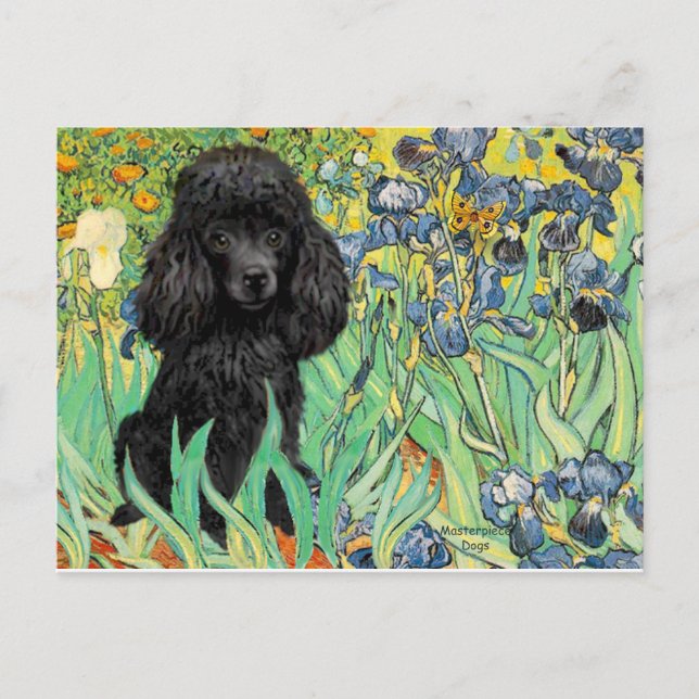 Cartão Postal Poodle (preto 1) - Íris (Frente)