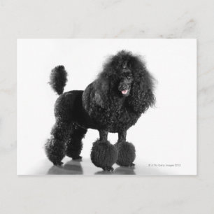 Cartão Postal Poodle preto esmagado