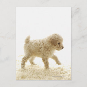 Cartão Postal Poodle Puppy