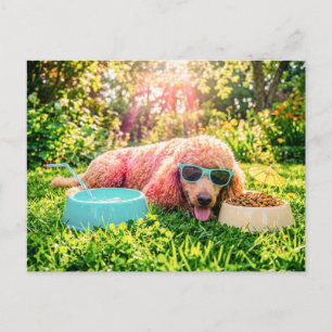 Cartão Postal Poodle Relaxando na Grama Iluminada pelo Sol