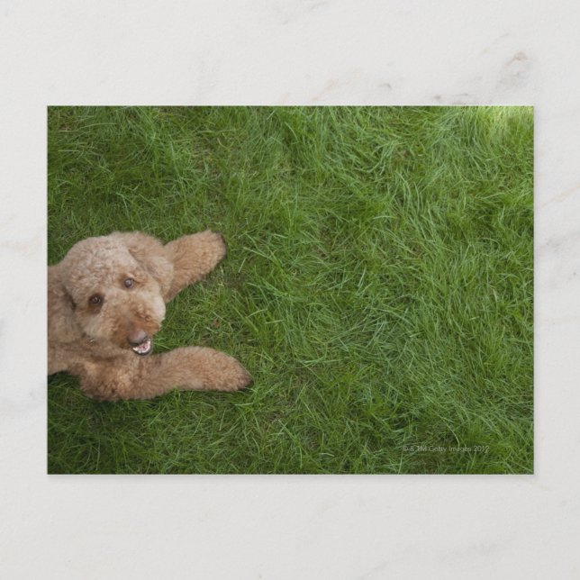 Cartão Postal poodle standard 2 (Frente)