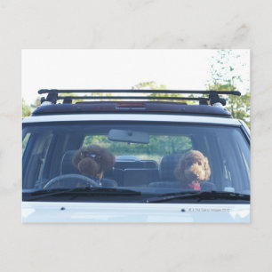 Cartão Postal poodle standard 4