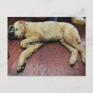 Cartão Postal Poodle Standard Dormindo no Chão