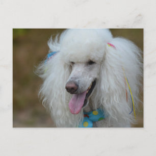 Cartão Postal Poodle White Dacil