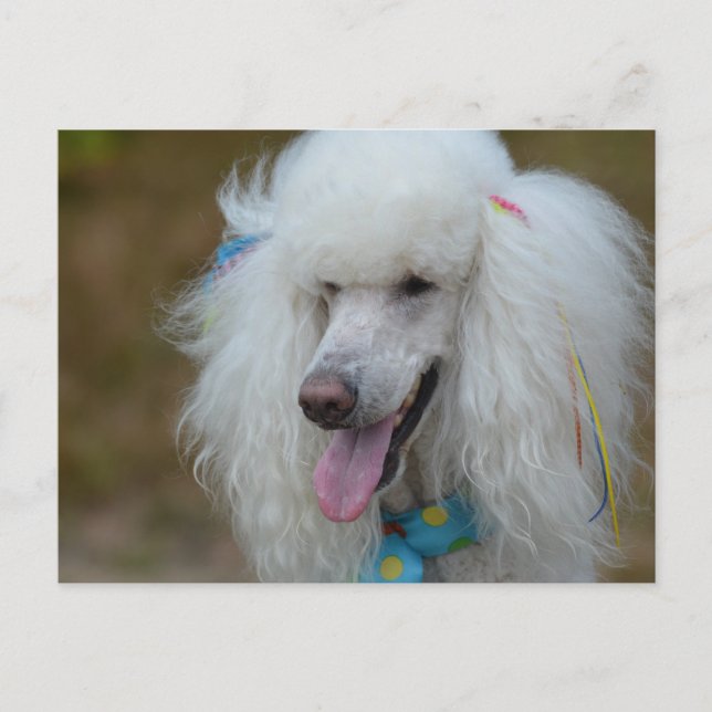 Cartão Postal Poodle White Dacil (Frente)
