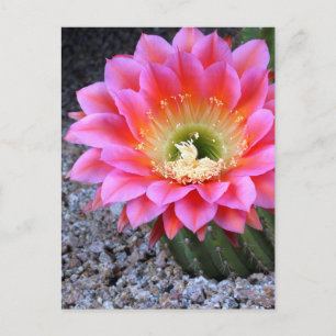 Cartão Postal Pop de cacto rosa