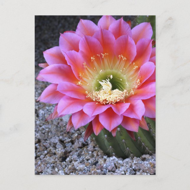 Cartão Postal Pop de cacto rosa (Frente)