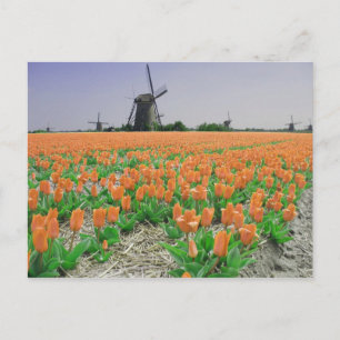 Cartão postal Popart Windmills Orange Tulips