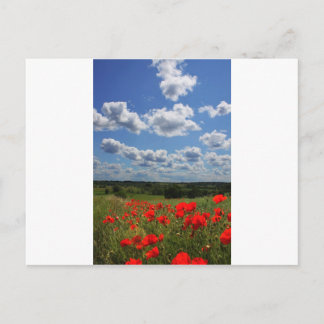 Cartão Postal Poppies