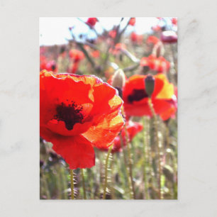 Cartão Postal Poppies
