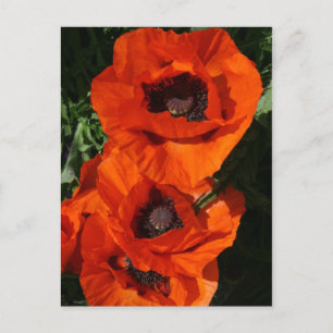 Cartão Postal Poppies