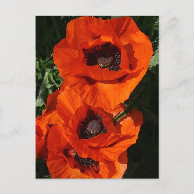 Cartão Postal Poppies (Frente)