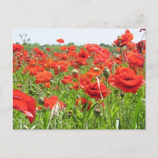 Cartão Postal Poppies (Frente)