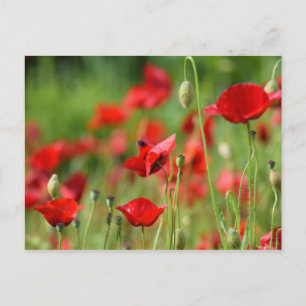 Cartão Postal Poppies