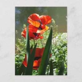Cartão Postal Poppies