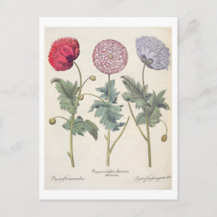 Cartão Postal Poppies: 1.Papaver multiplex albumoris rubicundis;