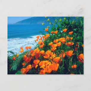 Cartão Postal Poppies ao longo da costa do Pacífico perto de Bi