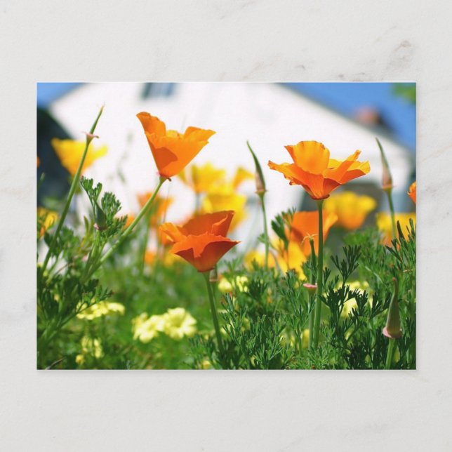 Cartão Postal Poppies da Califórnia (Frente)