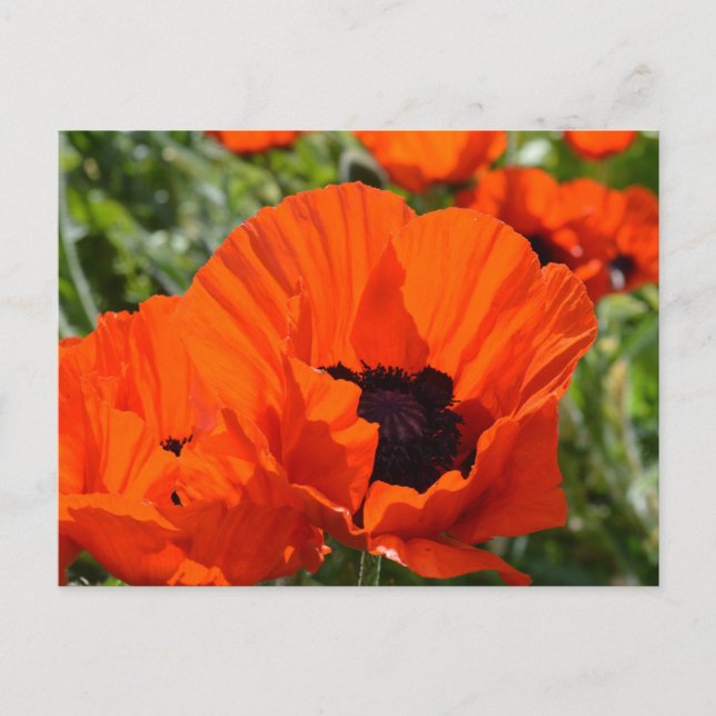 Cartão Postal Poppies orientais (Papaver orientale) (Frente)