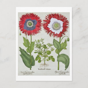 Cartão Postal Poppies ornamentais, do "Hortus Eystettensis"