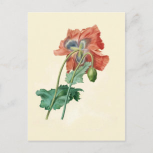 Cartão Postal Poppies por Pierre-Joseph Redouté