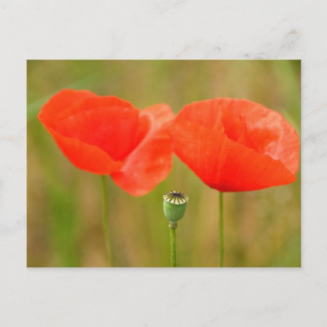 Cartão Postal Poppies vermelhos (Frente)