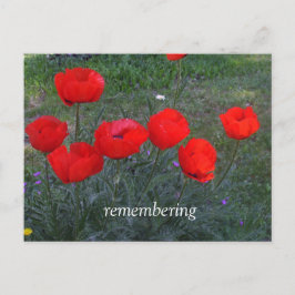 Cartão Postal Poppies vermelhos brilhantes