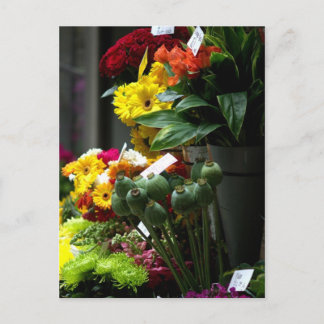 Cartão Postal Poppy