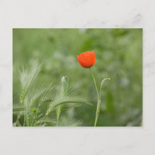 Cartão Postal Poppy