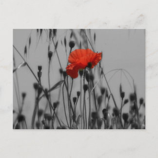 Cartão Postal Poppy