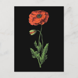 Cartão Postal Poppy