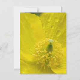Cartão Postal Poppy amarelo oriental