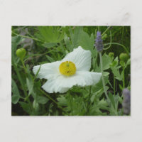 Cartão postal Poppy do Sul da Califórnia