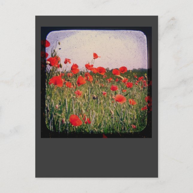 Cartão Postal Poppy Field (Frente)