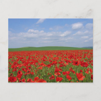 Cartão Postal Poppy Field